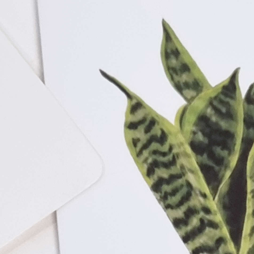 Snake Plant Greeting Card, A6, 250gsm, Blank Inside, White